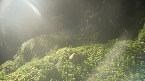 Green soft moss in the forest on a sunny day and white mushroom among it Stock Footage 250172585