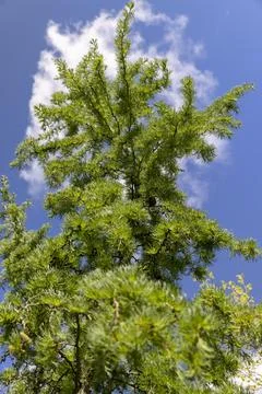 Green soft needles of larch in the spring season, needles on European larch.. Stock Photos