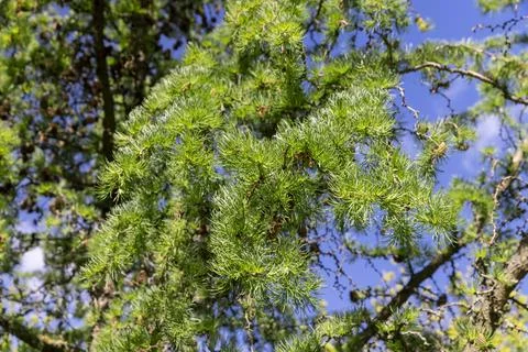 Green soft needles of larch in the spring , new needles on European larch i.. 스톡 사진