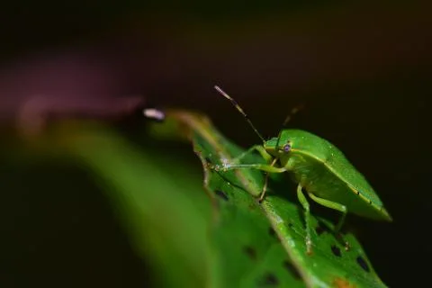 Green Soldier Bug Stock Photos