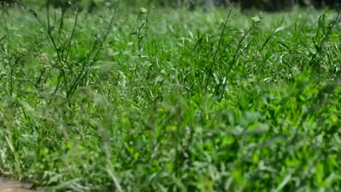 Green solid field in the form of a background of reeds. Growing reed texture for Stock Footage 131496480