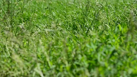 Green solid field in the form of a background of reeds. Growing reed texture for Stock Footage 131496495