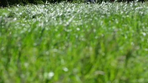 Green solid field in the form of a background of reeds. Growing reed texture for Stock Footage 131496526