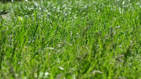 Green solid field in the form of a background of reeds. Growing reed texture for Stock Footage 131496580