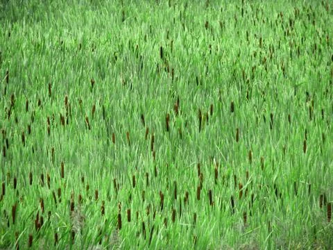 Green solid field in the form of a background of reeds. Growing reed texture  Stock Photos