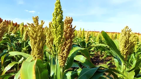 Green sorghum Stock Footage 160685251