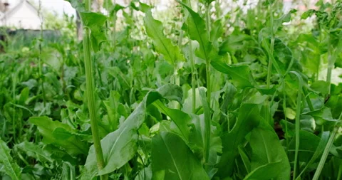 Green sorrel in the garden Stock Footage 132329672