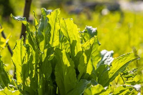 Green sorrel grows on a blurred background in a garden in summer 스톡 사진