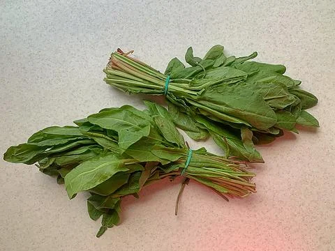 Green sorrel Stock Photos