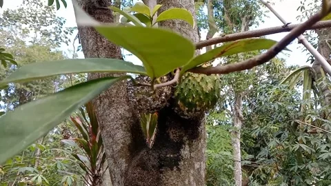 Green soursop fruit hanging from the tree trunk. Vídeos de archivo 337379047