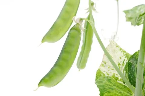 Green soy bean Foto stock