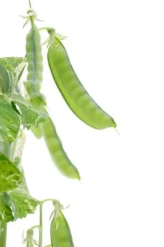 Green soy bean Foto stock