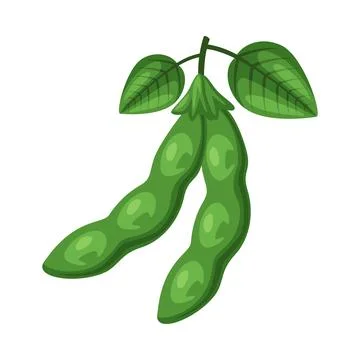 Green Soy Pod with Beans and Leaf as Natural and Organic Soybean Plant Vector Illustrazione stock