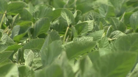 Green soybean closeup Stock Footage 41135998