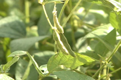 Green Soybean closeup soya SD 03 Video stock 37627172