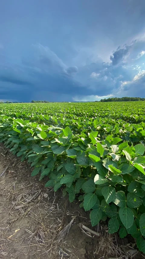 Green Soybean Field And  Distant Rain Storm Animated Cinemagraph Stock Footage 246014833