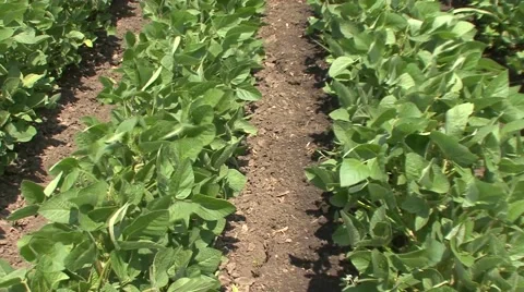 Green soybean field Stock Footage 41135993