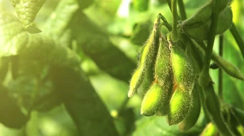 Green soybean field 스톡 동영상 56005466