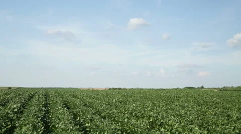 Green soybean field Stock Footage 58577659