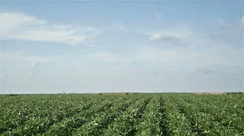 Green soybean field Vidéo 58577684