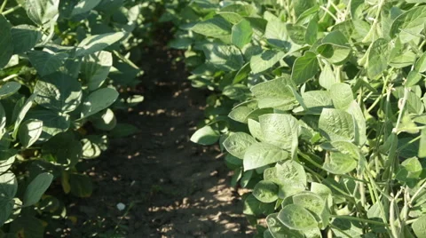 Green soybean field Stock Footage 58577791