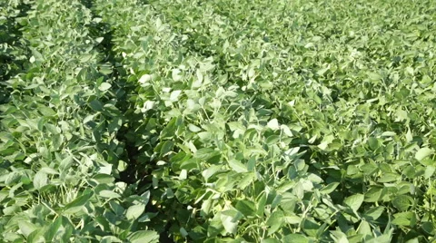 Green soybean field Stock Footage 58578233