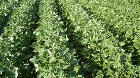 Green soybean field Stock Footage 58578306