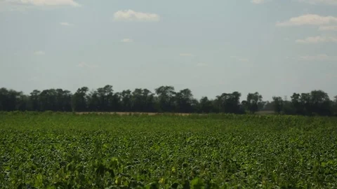 Green soybean field Stock Footage 74306623