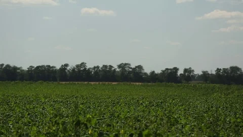 Green soybean field Stock Footage 82312205