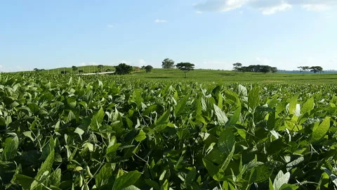 Green Soybean field Video stock 142293911
