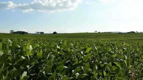 Green Soybean field Stock Footage 144232865