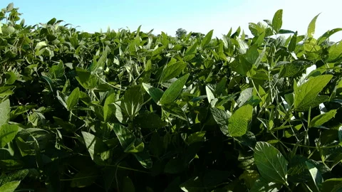 Green Soybean field Stock Footage 147110143