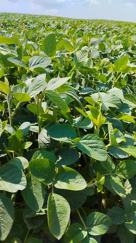 Green soybean field growing under a beautiful blue sky with clouds Stock-Footage 343415369