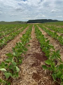 Green soybean field Stock Photos