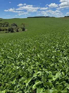 Green Soybean Field Stock Photos