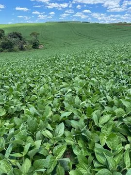 Green Soybean Field Stock Photos