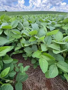 Green Soybean Field Stock Photos