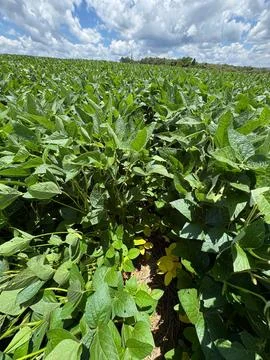 Green Soybean Field Stock Photos