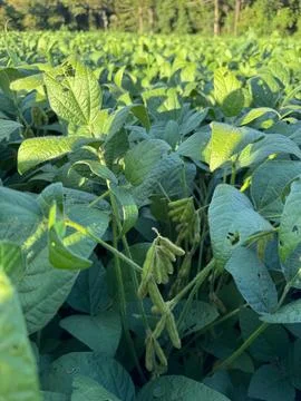 Green Soybean Field Stock Photos