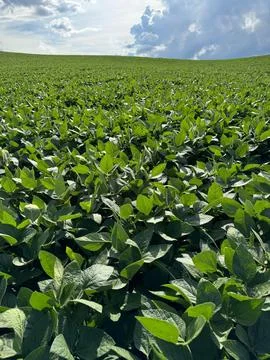 Green Soybean Field Stock Photos