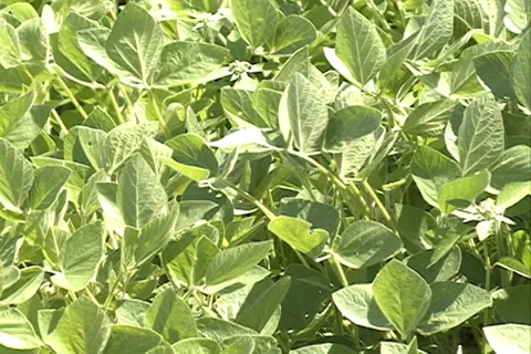 Green Soybean field SD 01 Video stock 37464179