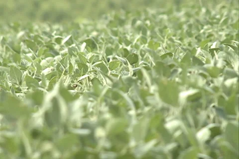 Green Soybean field SD 06 Video stock 37627947