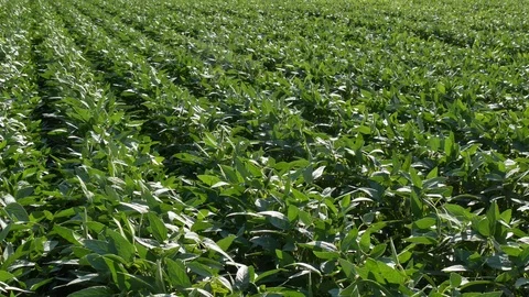 Green soybean field in spring Stock Footage 92179802