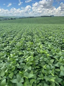 Green Soybean Fields Stock Photos