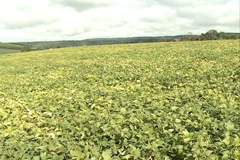 Green Soybean Landscape SD 07 Video stock 37628280