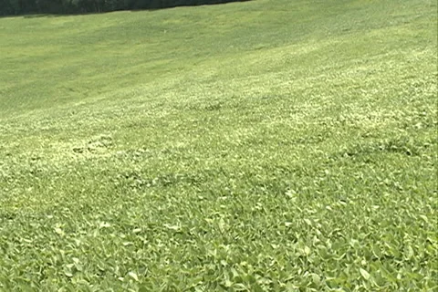 Green Soybean SD 02 库存影片 37464901