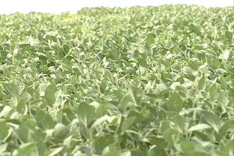Green Soybean, soya field SD 04 库存影片 37627469