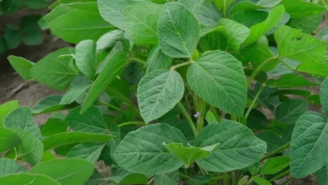 Green soybeans in the field during flowering Video stock 166617655