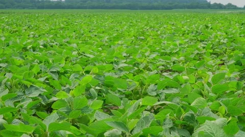 Green soybeans in the field during flowering Video stock 166617680