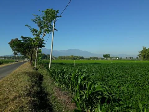 Green Soybeans in the Paddy Fields, Enchantingly Beautiful. Stock Photos
